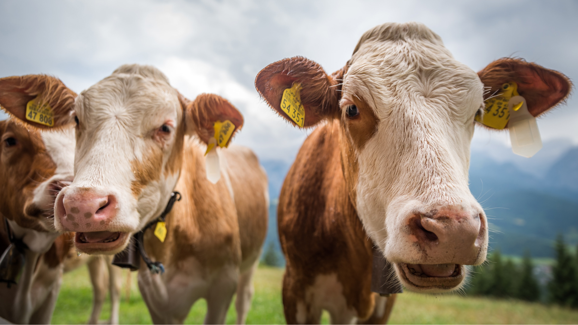 Vaca